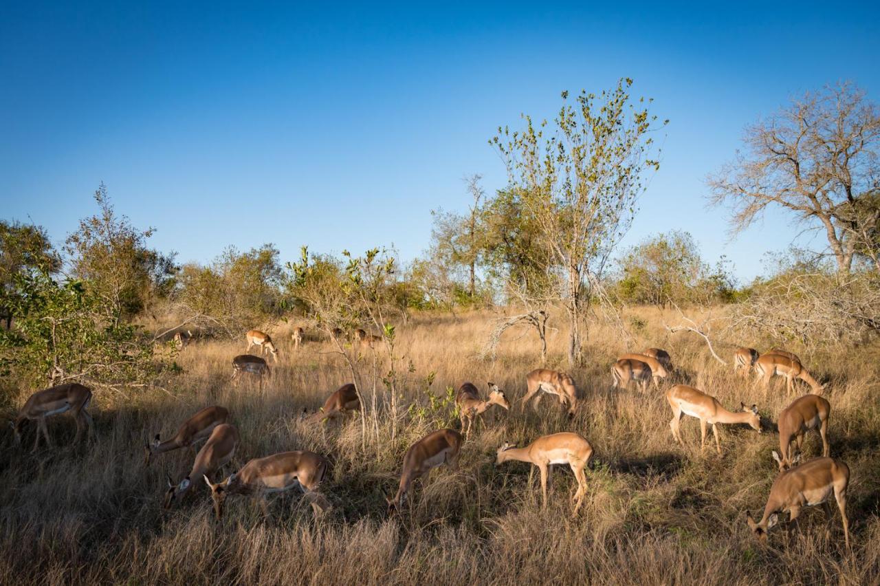 סקוקוזה Nkuhlu Tented Camp מראה חיצוני תמונה